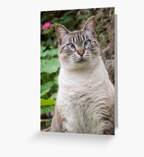 Cross-eyed cat Greeting Card