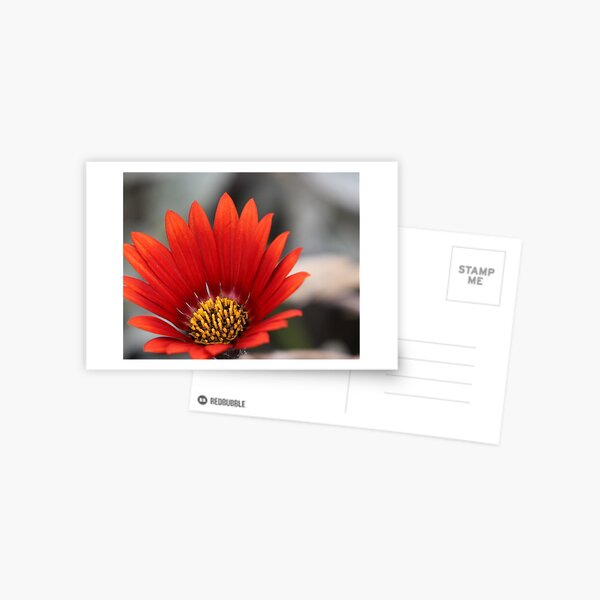 Close up of red daisy with yellow centre Postcard