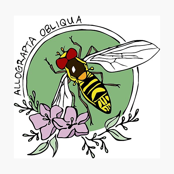 Syrphid Fly Photographic Print