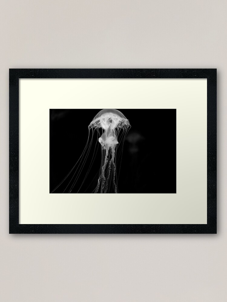 Jellyfish Framed Art Print By Signosis Redbubble
