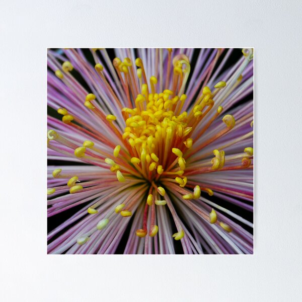 Item preview, Burst ~ Japanese Crysanth designed and sold by Sabine Jacobs.
