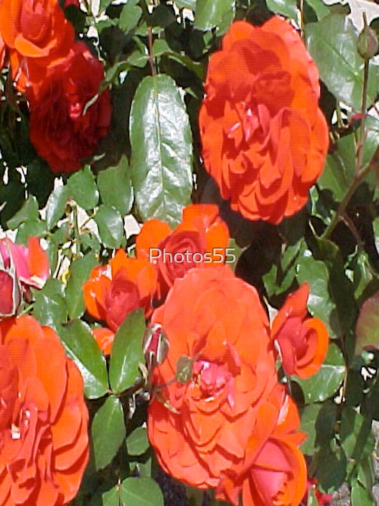 Thumbnail 5 of 5, iPhone Case, Orange Tea Roses... designed and sold by Photos55.