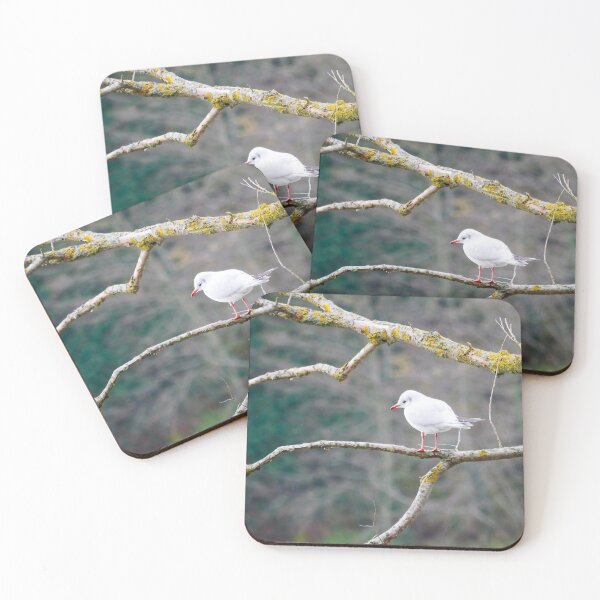 Item preview, Black Headed Gull designed and sold by MidnightHoots.