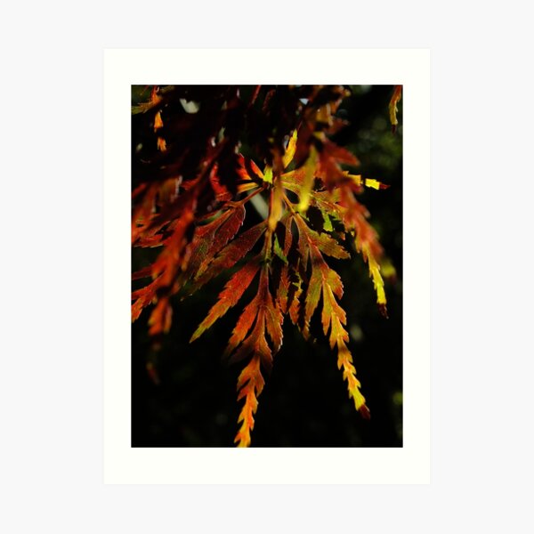 One pretty leaf in Autumn colours Art Print