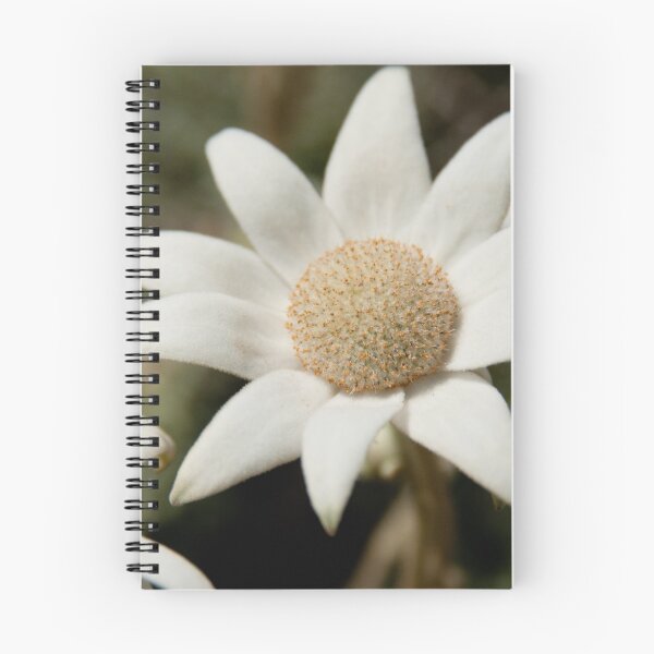 Item preview, Flannel Flower, Botany Bay National Park designed and sold by Erik Schlogl.