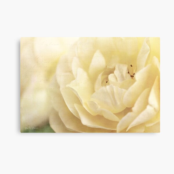 Pale Rose Canvas Print