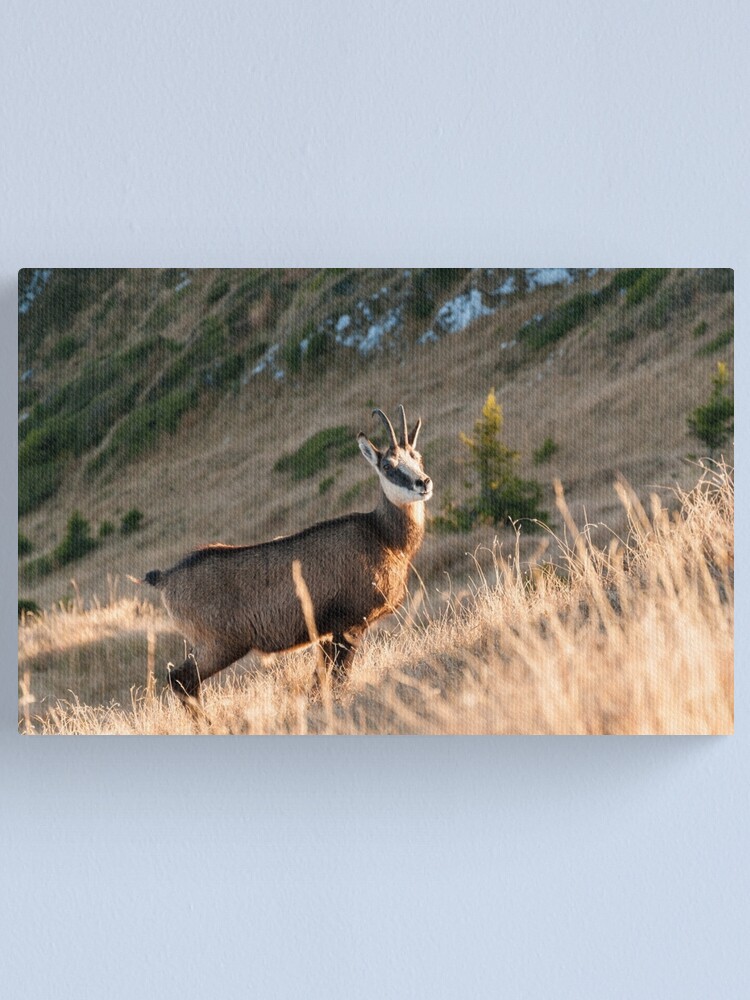 Alternate view of Curious Canvas Print