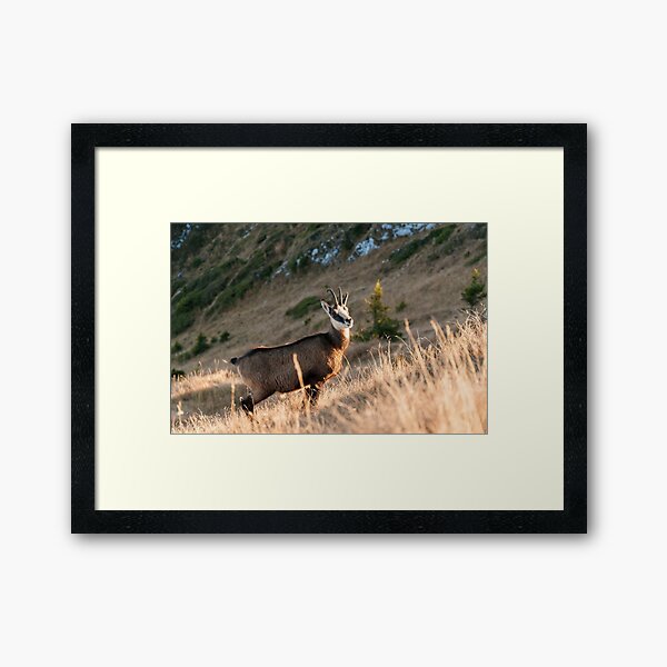 Curious Framed Art Print