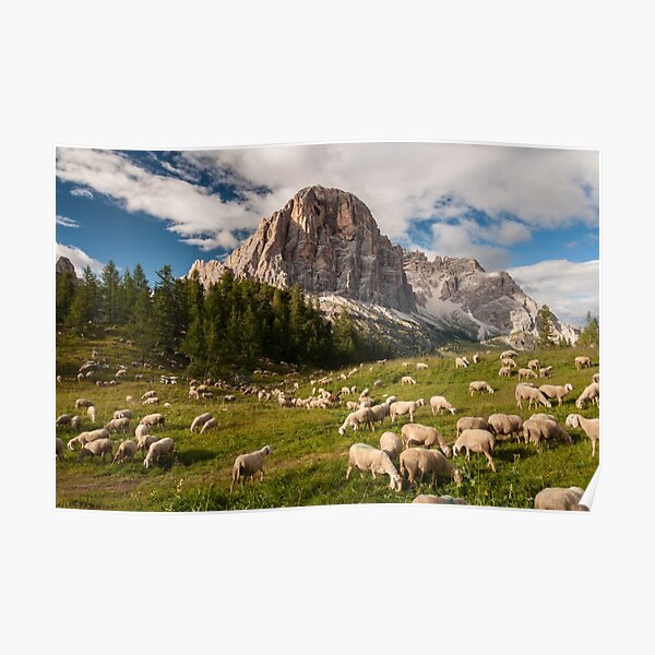 Sheep Poster