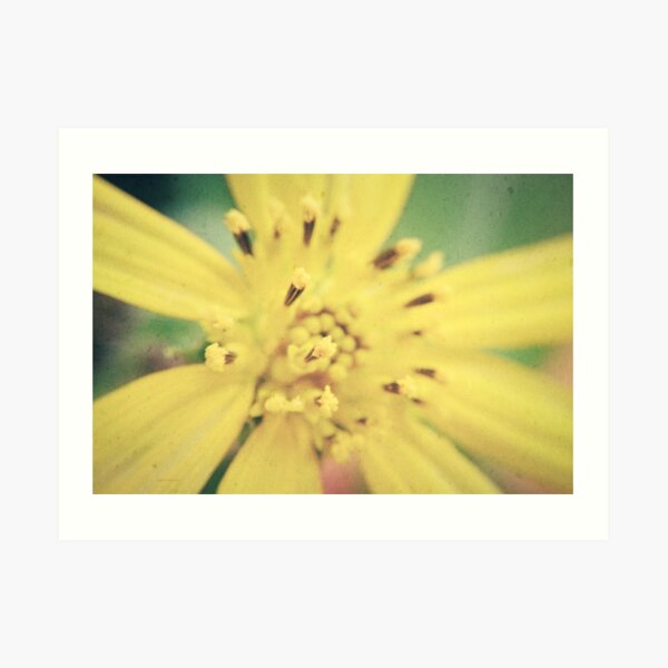Yellow Blossom Art Print