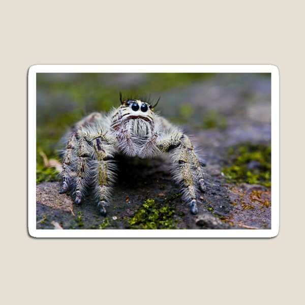 Hairy Jumping Spider Magnet