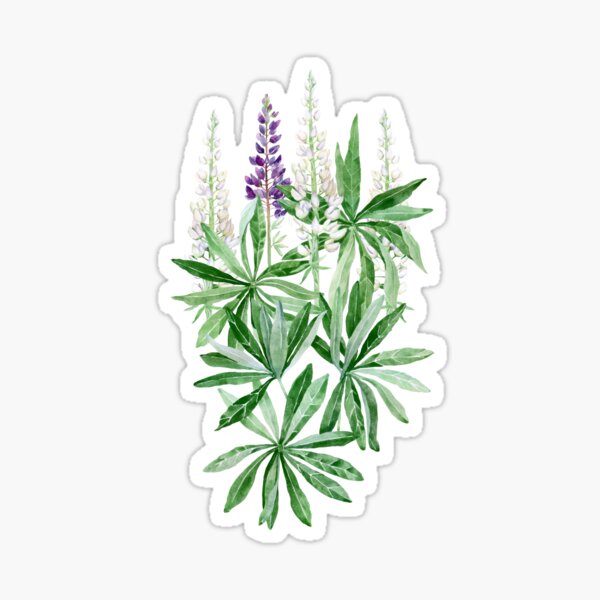 Item preview, Lupin flower   designed and sold by SVETLANA ZOLOTAREVA.