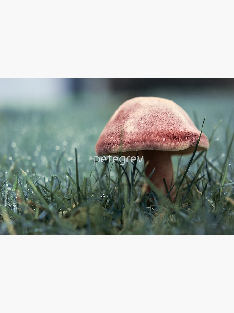 Day 123 - 10th November 2011 by petegrev