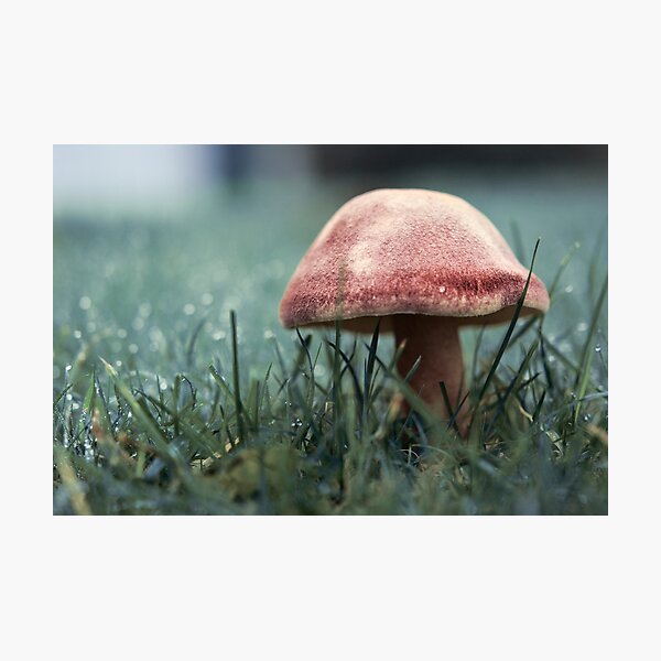 Photographic Print