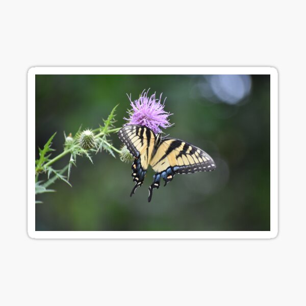 Item preview, Swallowtail on Thistle designed and sold by Tonia Delozier's Photography .