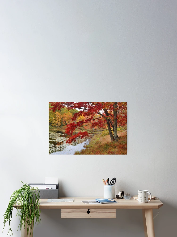 Thumbnail 2 of 3, Poster, MapleTree In Autumn designed and sold by Stephen Vecchiotti.
