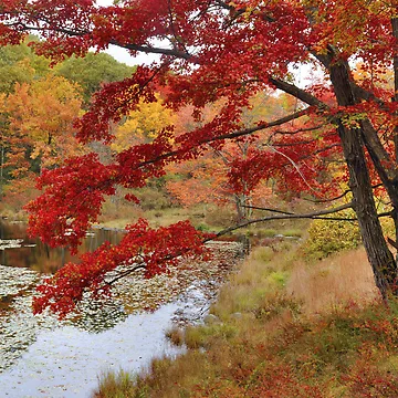 Artwork thumbnail, MapleTree In Autumn by Stephen Vecchiotti