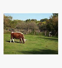 Landis Valley Oxen 1 Photographic Print