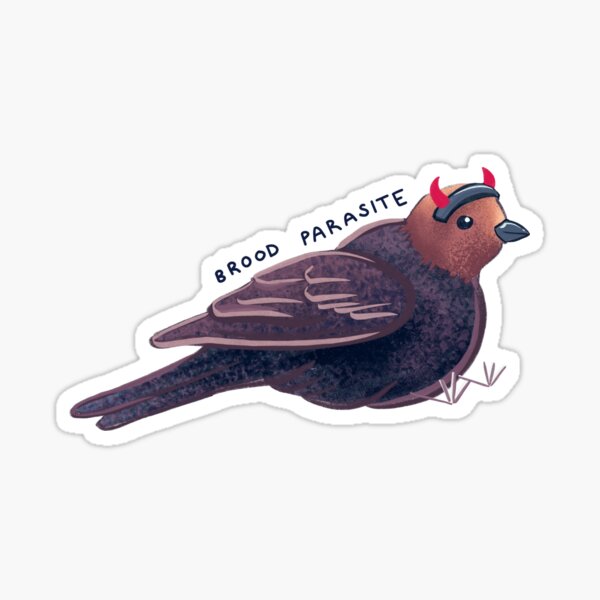Item preview, Brown Headed Cowbird designed and sold by Kianna Pan.
