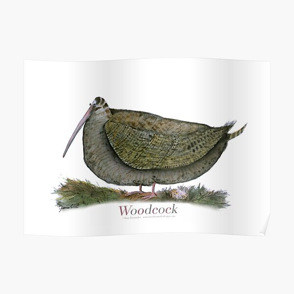 Woodcock bird, tony fernandes Poster