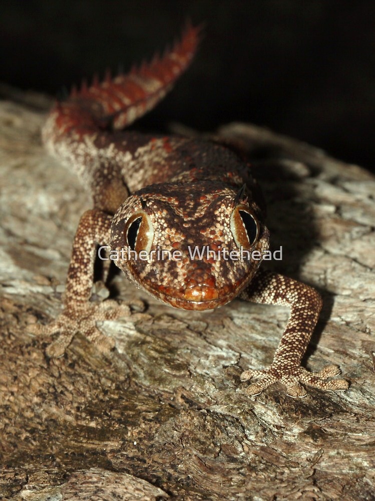 &ldquo;Northern Spiny-tailed Gecko&rdquo; by Catherine Whitehead | Redbubble