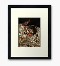 Northern Spiny-tailed Gecko Framed Print