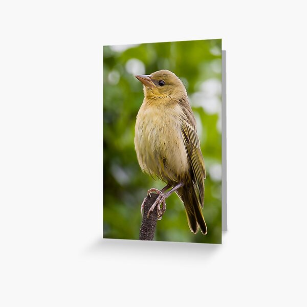 Light Brown Outfit Greeting Card