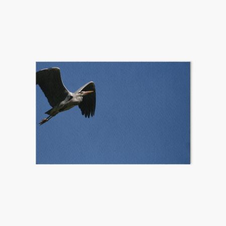 Fischreiher im Flug Galeriedruck