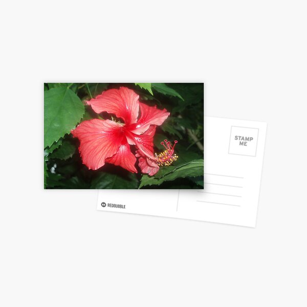 Scarlet love Postcard
