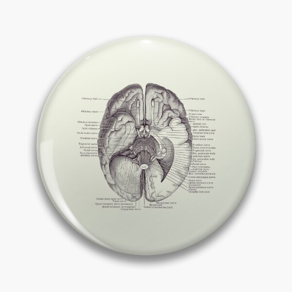 Item preview, Brain Nervous System Diagram - Vintage Anatomy 2 designed and sold by VAposters.