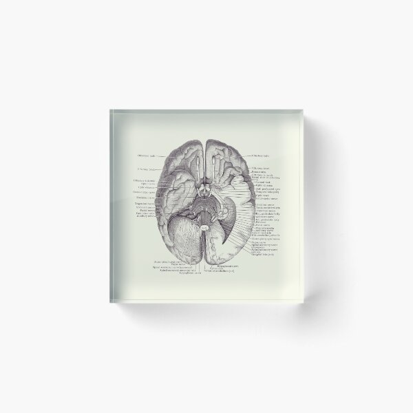 Brain Nervous System Diagram - Vintage Anatomy 2 Acrylic Block