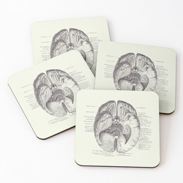 Brain Nervous System Diagram Vintage Anatomy 2