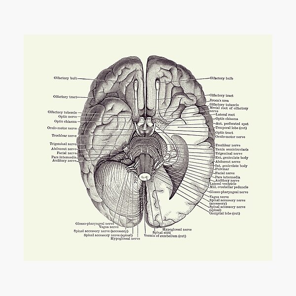 Item preview, Brain Nervous System Diagram - Vintage Anatomy 2 designed and sold by VAposters.