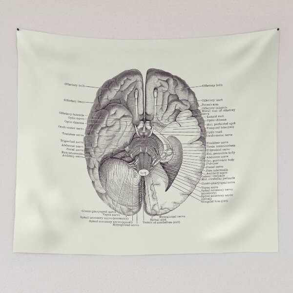 Item preview, Brain Nervous System Diagram - Vintage Anatomy 2 designed and sold by VAposters.