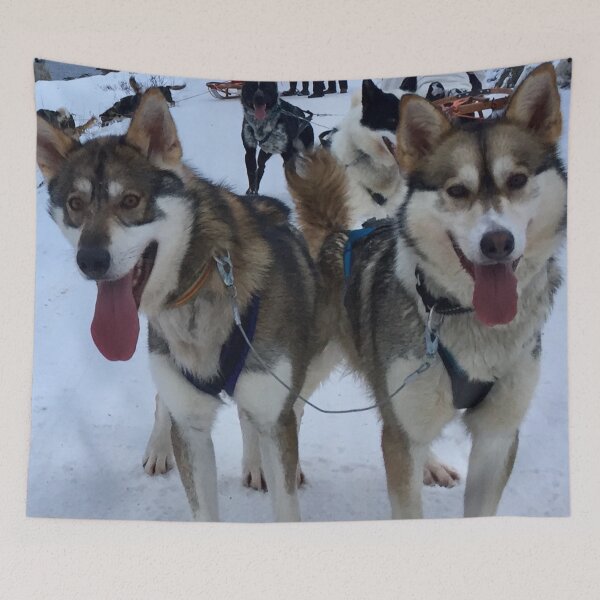 Item preview, Huskies in Norway  designed and sold by Angela Haig-Harrison.