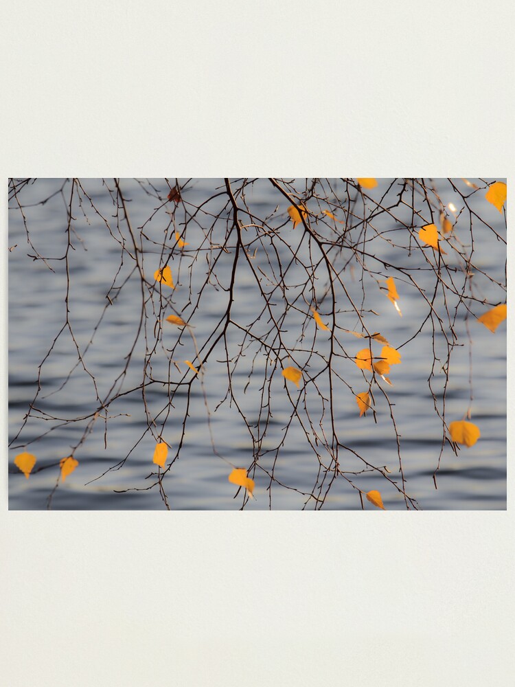 Alternate view of Golden Leaves Photographic Print