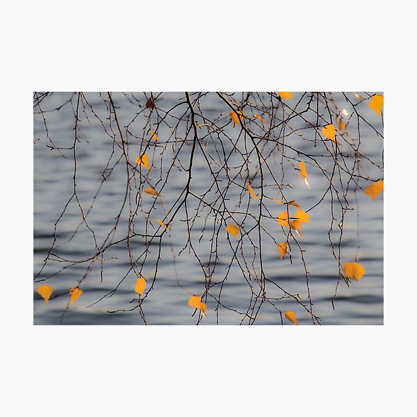 Golden Leaves Photographic Print