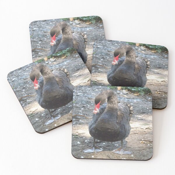 Item preview, Black Swan Funny Big Feet Photograph designed and sold by naturegallery.