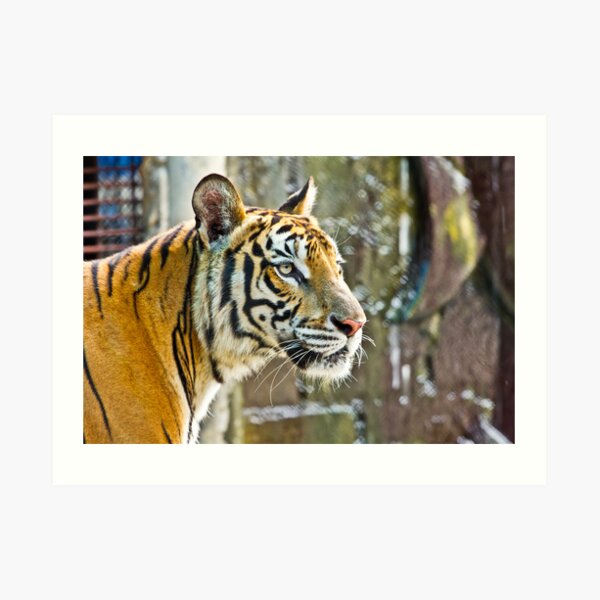 Bengal Tiger Art Print