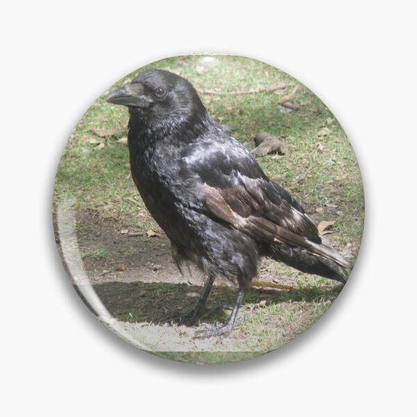Item preview, Carrion Crow in the Sunshine Photograph designed and sold by naturegallery.