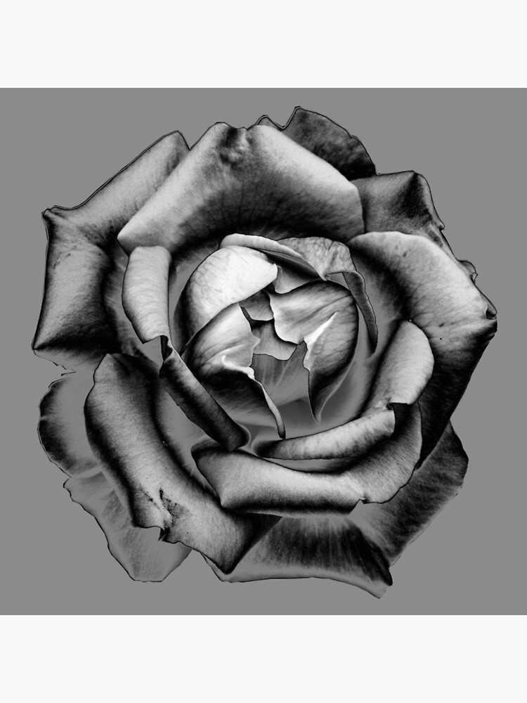 Black Rose Drawing, Pencil, Sketch, Colorful, Realistic Art . Drawing  Skill, Black and White Rose Drawing HD wallpaper | Pxfuel