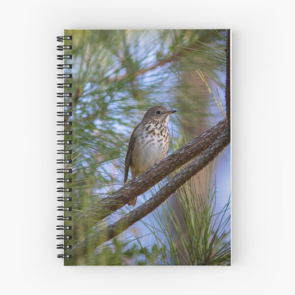Item preview, Hermit Thrush designed and sold by AmberLeung.