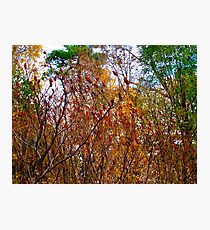 The great colour mixup Photographic Print