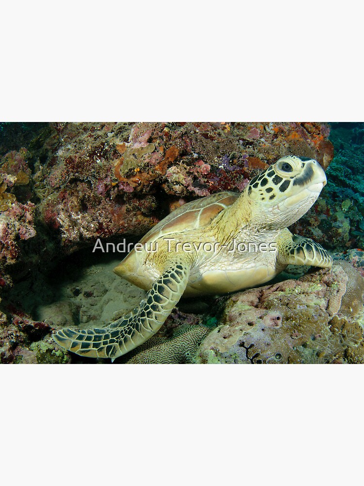 Green turtle - Chelonia mydas by andrewtj