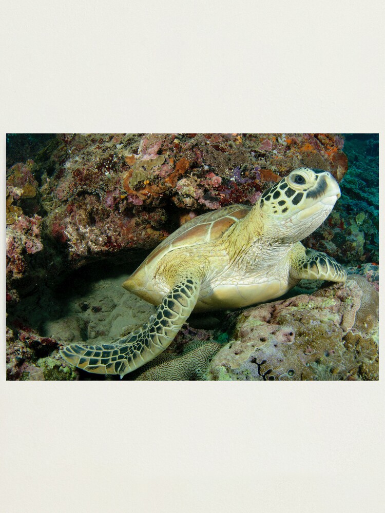 Alternate view of Green turtle - Chelonia mydas Photographic Print