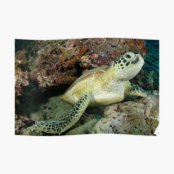 Green turtle - Chelonia mydas Poster