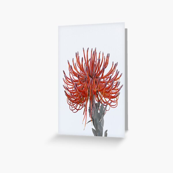 Released Balloon Greeting Card