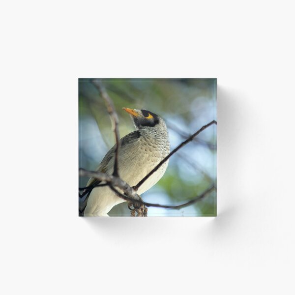 Item preview, Noisy miner designed and sold by jef braund.
