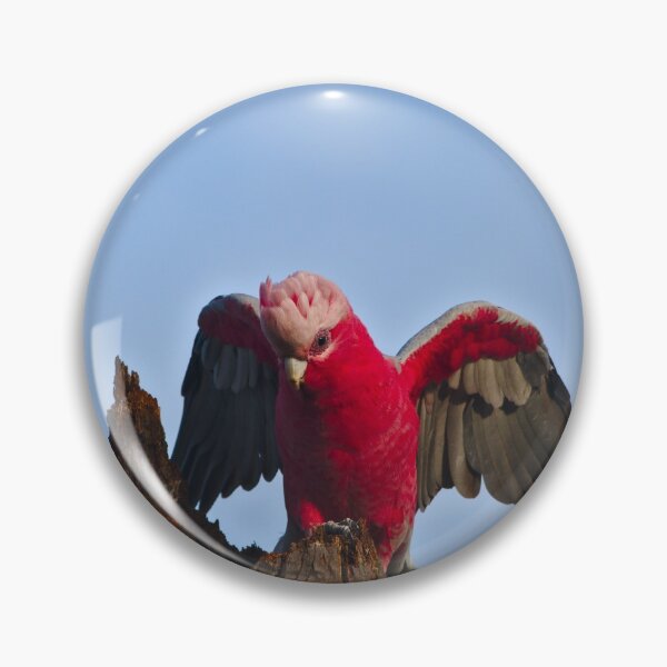 Item preview, A Pink And Grey Galah, Wings Out designed and sold by Jason Gilbert.