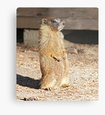 Looking cool Metal Print